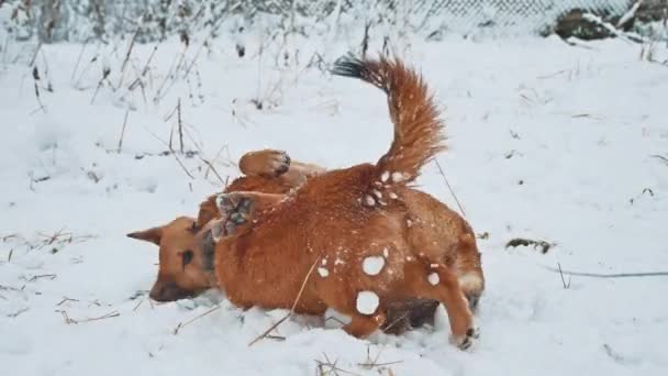 Dos perros peleando en la nieve estilo de vida de invierno. dos perros juegan a morderse el uno al otro correr y caer. concepto de pelea de perros — Vídeo de stock