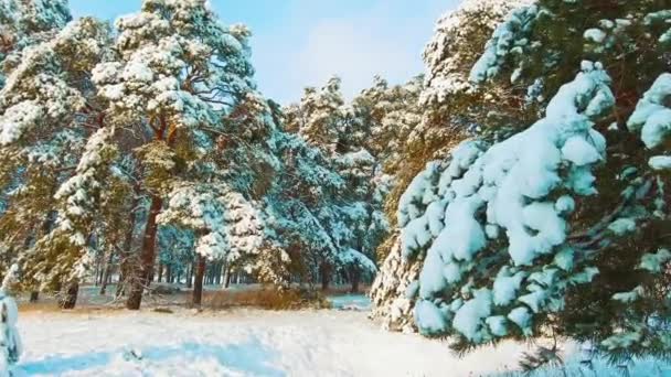 Krásná zimní krajina s západ slunce v lese. strom vánoční hnutí steadicam. Les v zimě pokryty sněhem. Zimní pozadí sněhu pokryta jedle v horách. životní styl — Stock video