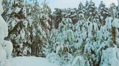 Ormanda güzel kış manzarası gün batımı ile. ağaç Noel hareketi steadicam. Kış kar ile kaplı ormanda. dağlarda çam ağaçları kış arka plan yaşam tarzı kar kaplı