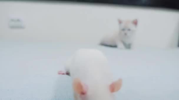 Video tikus untuk kucing