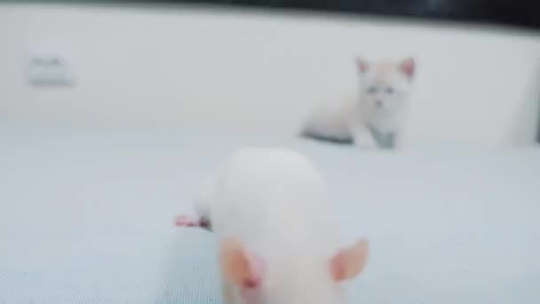 Lil černá dívka kočička