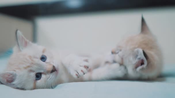 Two little white kitty kittens play fighting on the bed funny video. white cats lifestyle two kitten playing sleeps bite each other. little cat cute beautiful kittens concept — Stock Video