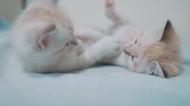iki küçük beyaz kedi yavru kedi yatak komik video üzerinde mücadele oynamak. oynayan iki yavru kedi uyur beyaz yaşam tarzı kediler birbirlerini ısır. küçük kedi sevimli güzel yavru kedi kavramı