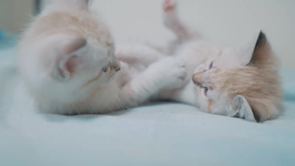 两只小猫咪在床上玩战斗有趣的视频。白色生活方式猫两只小猫睡咬对方咬。小猫可爱美丽的小猫概念 — 图库视频影像
