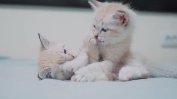 Twee kleine witte kitty kittens spelen vechten op de grappige video van bed. witte katten twee kitten spelen slaapt bijten elkaar. lifestyle kat schattige mooie kittens concept — Stockvideo