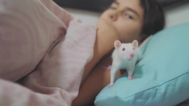 Niña se juega estilo de vida en una cama con un ratón de rata hecho a mano blanco. divertido video rata arrastrándose sobre una niña. chica y blanco ratón laboratorio rata mascota concepto — Vídeo de stock