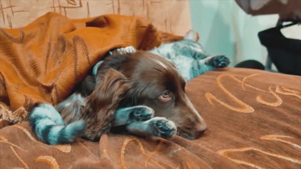 Katzen Und Ein Schlafen Lustiges Video Zusammen Hund Und Katze Freundschaft Im Innenbereich Haustiere Freundschaft Und Liebe Lifestyle Katze Und Hund