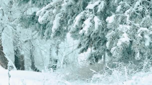 Christmas tree. beautiful winter snowing landscape in the forest. tree christmas movement steadicam. it is snowing a snowstorm Forest in winter covered by snow lifestyle . winter background of snow