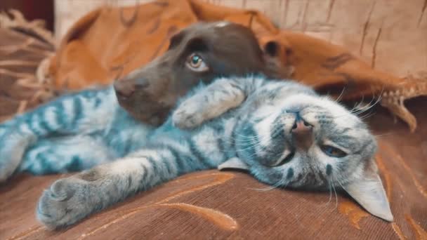 Katze Und Ein Hund Sind Lebensstil Lustiges Video Zusammen Schlafen Hund Und Katze Freundschaft Im Innenbereich Haustiere Freundschaft Und Liebe Katze Und Hund
