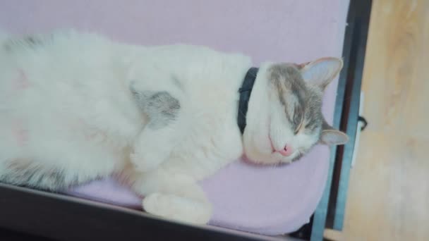 Drole De Chat Video Le Chat Dort Sur Le Lit A L Arriere Les Pieds Dans Drole De Chat Video Le Chat Dort Sur Le Lit A L Arriere Les Pieds Dans