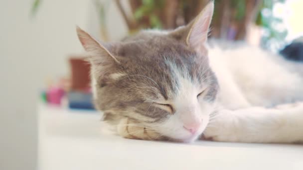 Avoir Images Le Chat Dort Sur Le Rebord De La Fenetre Mode De Vie Ralenti le plus cool par