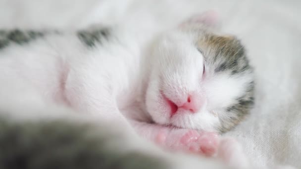 Little cute newborn kitten sleeping on lifestyle the bed. little kitten sniffs and twitches in a dream tossing and turning — Stock Video © maxximmm1 #276994838 Little cute newborn kitten sleeping on lifestyle the bed. little kitten sniffs and twitches in a dream tossing and turning — Stock Video © maxximmm1 #276994838