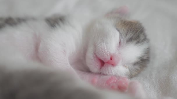 Little cute newborn kitten sleeping on the bed lifestyle . little kitten sniffs and twitches in a dream tossing and turning — Stock Video © maxximmm1 #278748794 Little cute newborn kitten sleeping on the bed lifestyle . little kitten sniffs and twitches in a dream tossing and turning — Stock Video © maxximmm1 #278748794