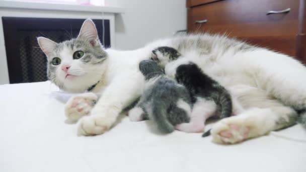 Chat Famille Heureuse Maman Avec Nouveau Ne Chatons Les Enfants Chat Nourrit Les Chatons Chat Leche Petit Chaton Style De Vie Concept Animal Domestique Video Maxximmm1 C