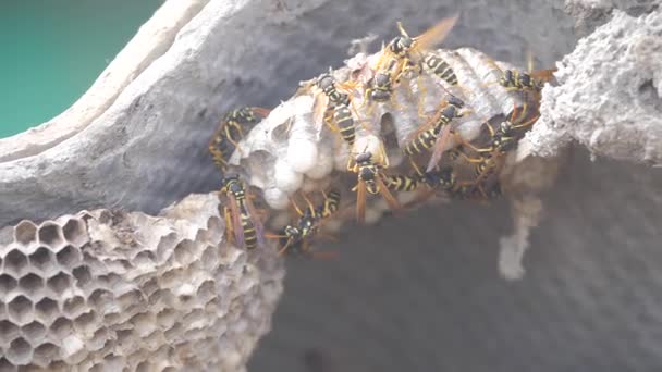 Wasps under the roof of the house pests. wasps nest. lifestyle wild wasp slow motion video. allergy bite danger hazard Video Clip