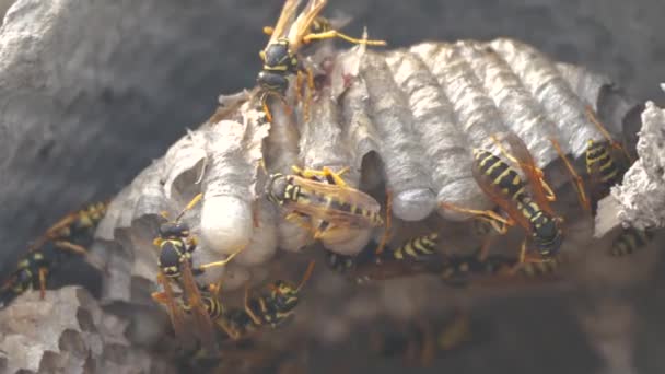 Wasps insects under the roof of the house pests. wasps nest. wild lifestyle wasp slow motion video. allergy bite danger hazard Video Clip