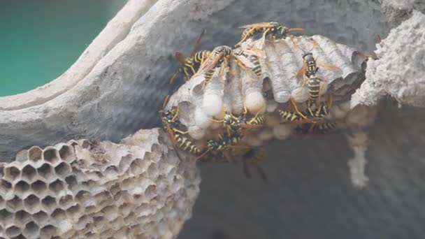 Wasps under the roof of the house lifestyle pests. wasps nest. wild wasp slow motion video. allergy bite danger hazard Royalty Free Stock Video