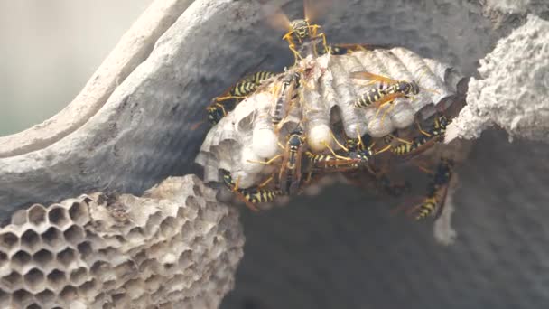 Wasps under the roof of the house pests. wasps nest. wild wasp slow motion video. allergy danger bite lifestyle hazard Royalty Free Stock Video