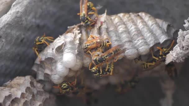Wasps insects under the roof of the house pests. wasps nest. wild wasp slow motion video lifestyle bite. allergy danger hazard Stock Video