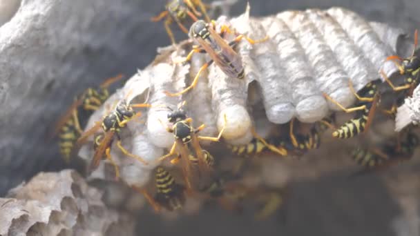 Wasps insects under the roof of the house pests. wasps nest. wild wasp slow motion video. allergy bite lifestyle danger hazard Stock Footage