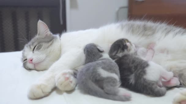 Chat Heureux Maman Familiale Avec Nouveau Ne Chatons Style De Vie Les Enfants Chat Nourrit Les Chatons Chat Leche Les Petits Chatons Concept Animal Domestique Video Maxximmm1 C