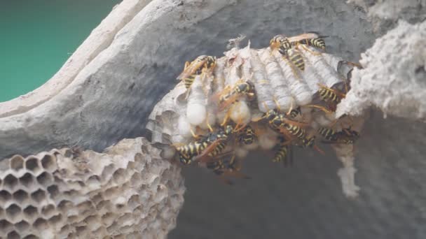 Wasps insects under the roof of the house pests. wasps nest. wild wasp slow motion video. allergy bite danger lifestyle hazard Video Clip
