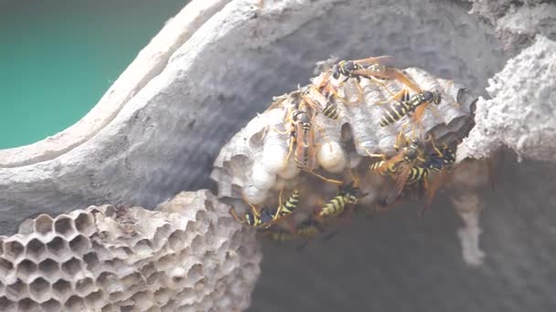 Wasps under lifestyle the roof of the house pests. wasps nest. wild wasp slow motion video. allergy danger bite hazard Royalty Free Stock Video