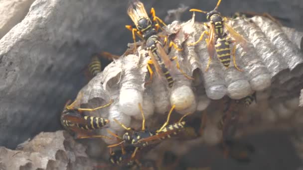 Wasps insects under the roof of the house pests. wasps nest. wild wasp slow motion lifestyle video. allergy bite danger hazard Video Clip