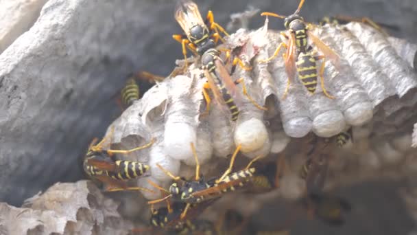 Wasps insects under the roof of the house pests. wasps nest. wild wasp slow motion video lifestyle . allergy bite danger hazard Video Clip
