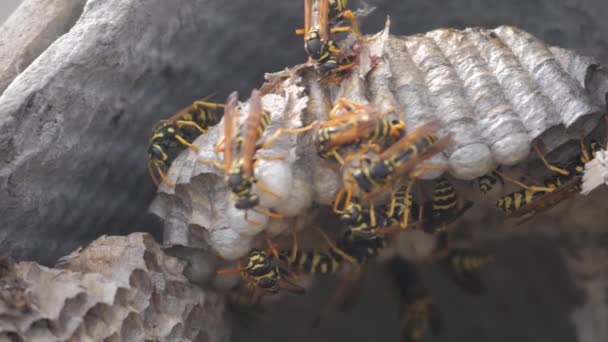 Wasps insects under the roof of the house pests. wasps nest. wild wasp slow motion video bite. allergy lifestyle danger hazard Royalty Free Stock Video