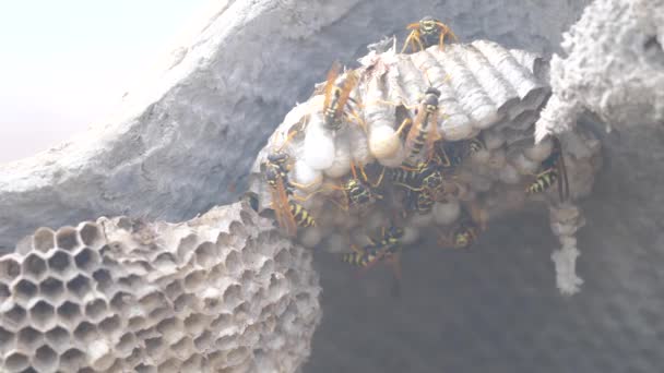 Wasps under the roof of the house pests. wasps lifestyle nest. wild wasp slow motion video. allergy danger bite hazard Stock Footage