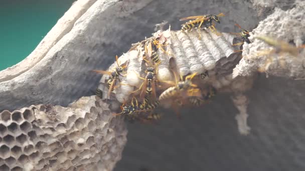 Wasps under the roof of the house pests. wasps nest. wild wasp lifestyle slow motion video. allergy bite danger hazard Video Clip