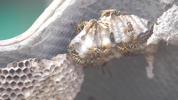 Wasps under the roof of the house pests. lifestyle wasps nest. wild wasp slow motion video. allergy bite danger hazard Royalty Free Stock Video