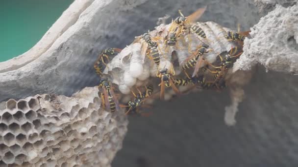 Wasps under the roof of the house pests. wasps lifestyle nest. wild wasp slow motion video. allergy bite danger hazard Stock Footage