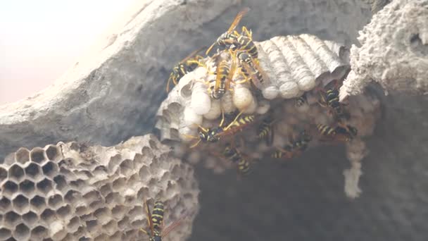 Wasps under the roof of the house pests. wasps nest. lifestyle wild wasp slow motion video. allergy danger bite hazard Stock Video