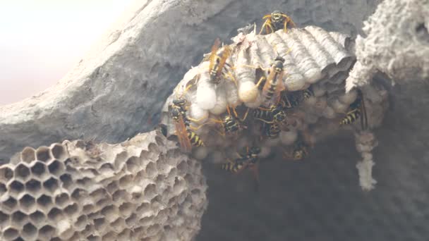 Wasps under the roof of the house pests. lifestyle wasps nest. wild wasp slow motion video. allergy danger bite hazard Stock Footage