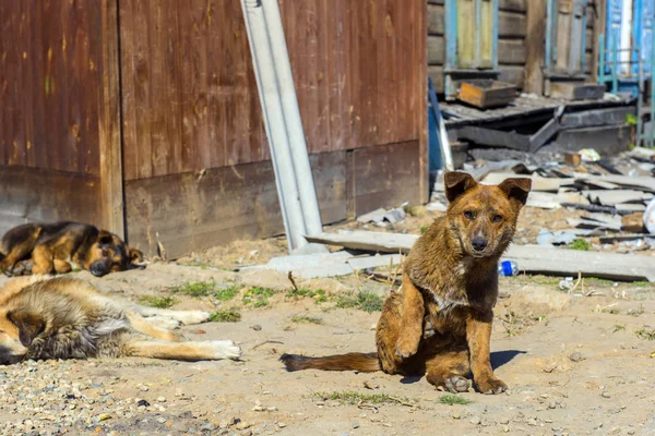 Twee Dakloze Puppy Straten Van Rusland Irkoetsk — Stockfoto