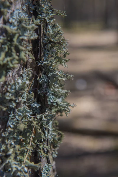 Kůra Stromu Pokrytými Mechem Organické Textury Pozadí Pro Návrh Mechový — Stock fotografie