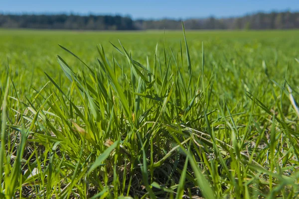 Campo Con Hierba Verde Cielo Azul —  Fotos de Stock