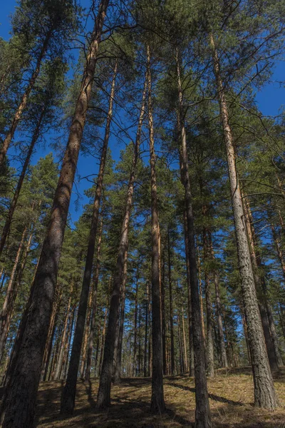 Bosque Pinos Cielo Azul Día Soleado — Foto de Stock