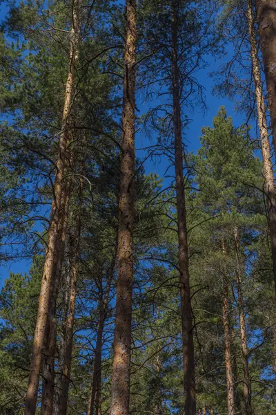 Bosque Pinos Cielo Azul Día Soleado — Foto de Stock