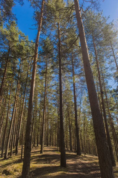 Hermoso Bosque Primavera Día Soleado — Foto de Stock