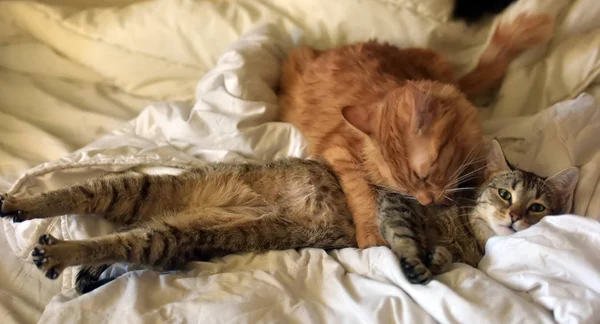 Freundschaft Der Beiden Katzen Orange Und Grau — Stockfoto