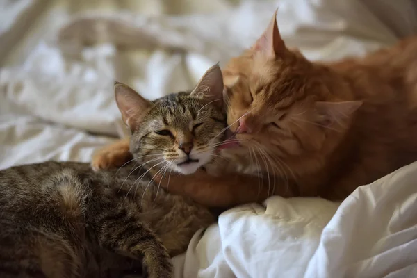 Vänskap Två Katter Orange Och Grå — Stockfoto