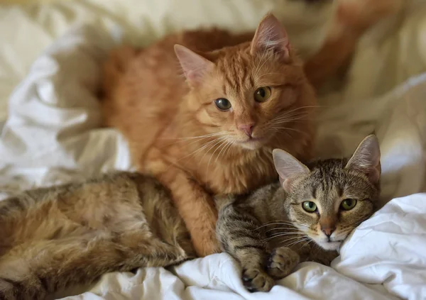 Vriendschap Van Twee Katten Oranje Grijs — Stockfoto
