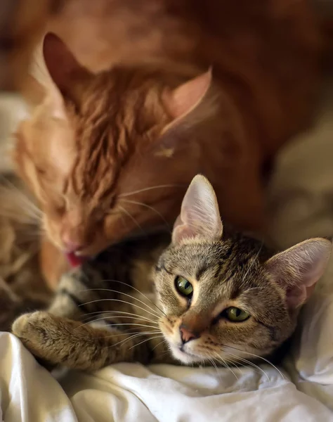 Freundschaft Der Beiden Katzen Orange Und Grau — Stockfoto