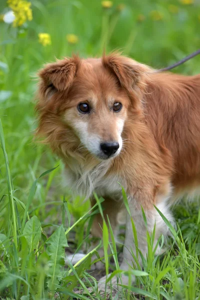 Pitypang Kis Vörös Kutya Kuvasz — Stock Fotó