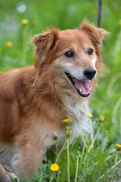 Lille Rød Hund Pooch Græsset Med Mælkebøtter - Stock-foto