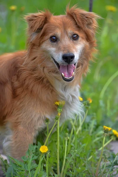 Small Red Dog Pooch Grass Dandelions — Stock Photo, Image