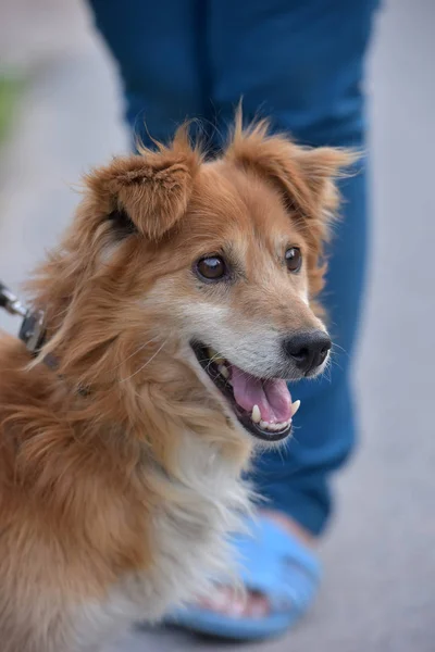 Perrito Pequeño Perro Rojo Para Paseo Verano — Foto de Stock